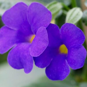 Thunbergia Battiscombei Rek P17 - Ø17cm - ↕70cm