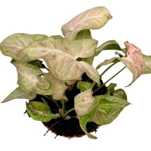 Syngonium Pink Spot - Ø14cm - ↕20cm