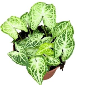 Syngonium Batik - Ø14cm - ↕20cm