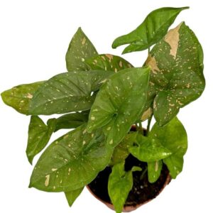 Syngonium Pink Splash Allusion - Ø14cm - ↕25cm