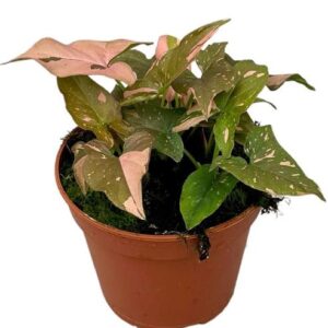 Syngonium Red Spot - Ø14cm - ↕25cm