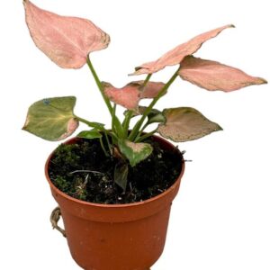 Syngonium Pink Perfection - Ø10,5cm - ↕15cm