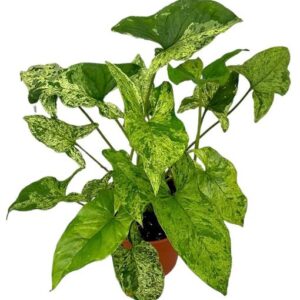 Syngonium Mottled - Ø14cm - ↕25cm