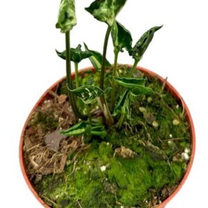 Syngonium Godzilla - Ø10,5cm - ↕15cm