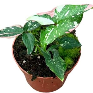 Syngonium Red Spot Tricolor - Ø10,5cm - ↕15cm