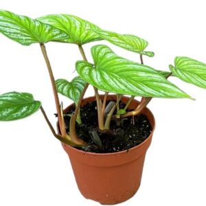 Philodendron Mamei - Ø17cm - ↕60cm