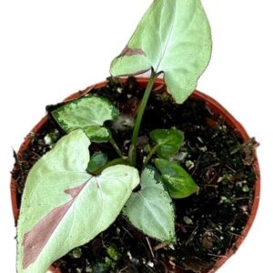 Syngonium Strawberry Milk - Ø10,5cm - ↕15cm