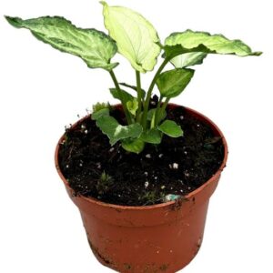 Syngonium Mouse Ears - Ø10,5cm - ↕15cm