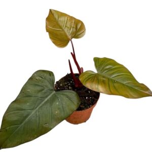 Philodendron Dark Lord - Ø17cm - ↕30cm