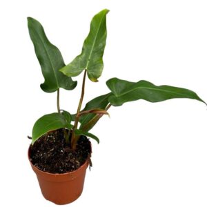 Philodendron Mexicanum - Ø17cm - ↕30cm
