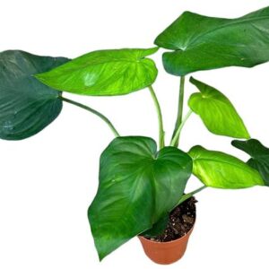 Syngonium Chiapense - Ø17cm - ↕40cm