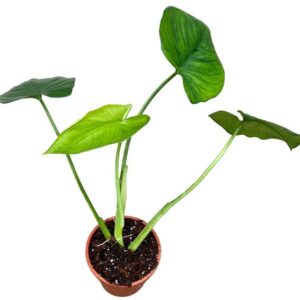Syngonium Chiapense - Ø19cm - ↕40cm