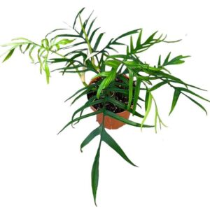 Philodendron Polypodioides - Ø17cm - ↕30cm