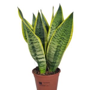 Sansevieria Superba 14 Cm - Ø14cm - ↕40cm