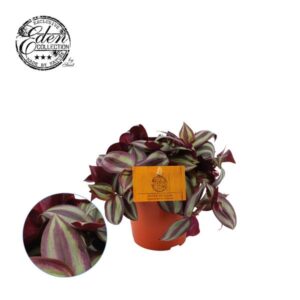 Tradescantia Zebrina 12cm - Ø12cm - ↕10cm