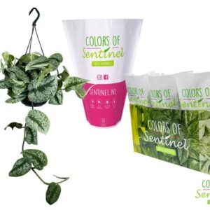 Scindapsus Pictus 'Trebie' LESS PLASTIC - Ø15cm - ↕cm
