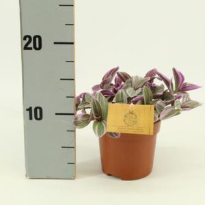 Tradescantia Sweetness 10,5cm - Ø10,5cm - ↕10cm