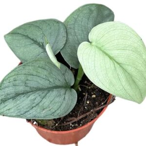 Scindapsus Silver Hero - Ø10,5cm - ↕10cm