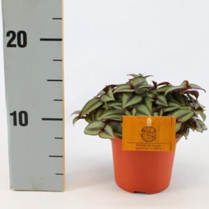 Trades. Zebrina Compacta 10,5cm - Ø10,5cm - ↕cm