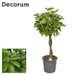 Schefflera Compacta (Nora) Gevlochten Stam (Decorum) - Ø24cm - ↕90cm