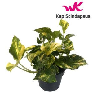 Scindapsus (Epipremnum) N'joy Gold - Ø12cm - ↕25cm