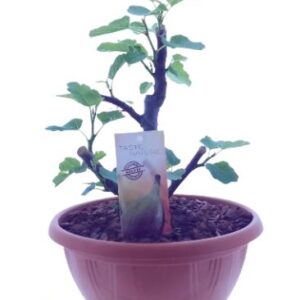 Taste Of Nature Ficus (plastic) (25020) - Ø25cm - ↕30cm