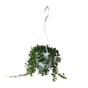Senecio Herreianus - Ø11cm - ↕25cm