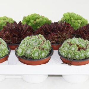 Sempervivum Mix - 9 stuks - Ø10,5cm - ↕15cm