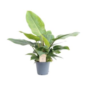 Philodendron Imperial Green - Ø17cm - ↕50cm