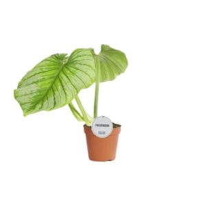 Philodendron Mamei - Ø15cm - ↕50cm