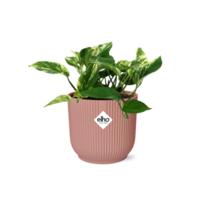 Scindapsus (Epipremnum) Marble Queen in ELHO Vibes Fold 14cm roze