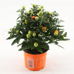 Solanum Pseudocapsicum Oranje Bes - Ø10,5cm - ↕22cm