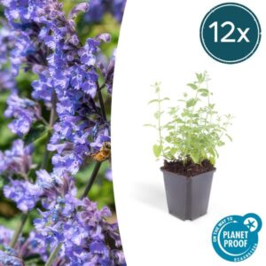 Nepeta 'Six Hills Giant' - ↕10-25cm - Ø9cm - 12x
