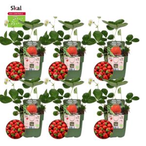 6x BIO aardbeien planten set