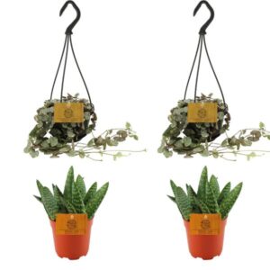 2x Aloe Paradisicum + 2x Ceropegia Woodii Variegata - 4 stuks - Ø10.5cm - ↕10cm