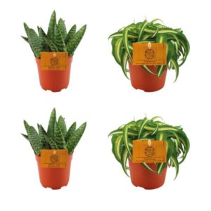 2x Aloe Paradisicum + 2x Chlorphytum Bonnie - 4 stuks - Ø10.5cm - ↕10cm