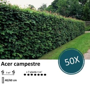 Acer campestre - Blote wortel - 40/60 - 50x