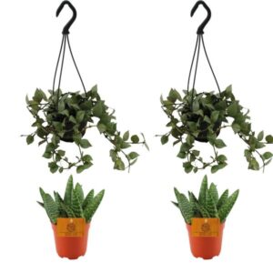 2x Aloe Paradisicum + 2x Hoya Krohniana Eskimo Super Silver - 4 stuks - Ø10.5cm - ↕10cm