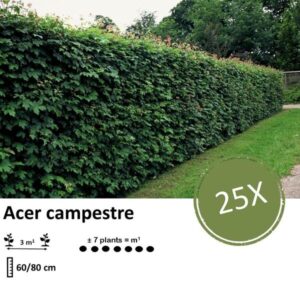 Acer campestre - Blote wortel - 60/80 - 25x