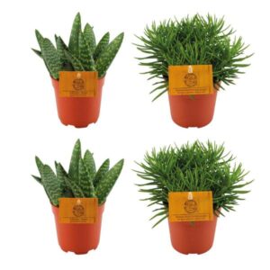 2x Aloe Paradisicum + 2x Senecio Himalaya - 4 stuks - Ø10.5cm - ↕10cm