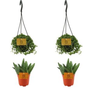 2x Aloe Paradisicum + 2x Senecio Rowleyanus - 4 stuks - Ø10.5cm - ↕10cm