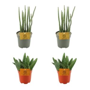 2x Aloe Paradisicum + 2x Senecio Stapeliaeformis - 4 stuks - Ø10.5cm - ↕10cm