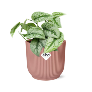 Scindapsus Pictus ‘Trebie’ in ELHO Vibes Fold 14cm roze