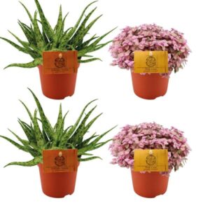 2x Aloe Spider + 2x Callisia Rosato - 4 stuks - Ø10.5cm - ↕10cm