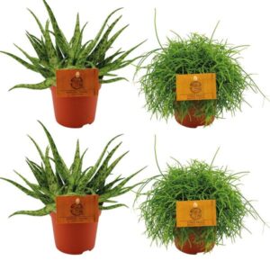 2x Aloe Spider + 2x Rhipsalis Cassutha - 4 stuks - Ø10.5cm - ↕10cm
