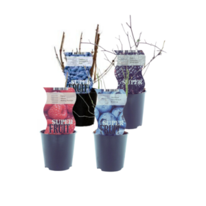Sappige Fruitmix - 4 stuks - Ø12cm - ↕30cm