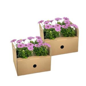 8x Osteospermum Ecklonis Pink Ø12 cm - ↕20 cm