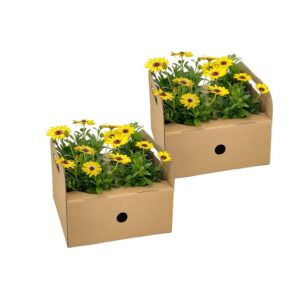 8x Osteospermum Ecklonis Gelb Ø12 cm - ↕20 cm