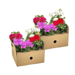 8x Pelargonium Peltatum Mix Ø12 cm - ↕20 cm