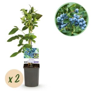 Green boutiQ - Fruitplant - Bosbes - Vaccinium corymbosum Goldtraube - Blauwe bes - Doornloos - 2 planten - Pot 11cm Hoogte 40cm